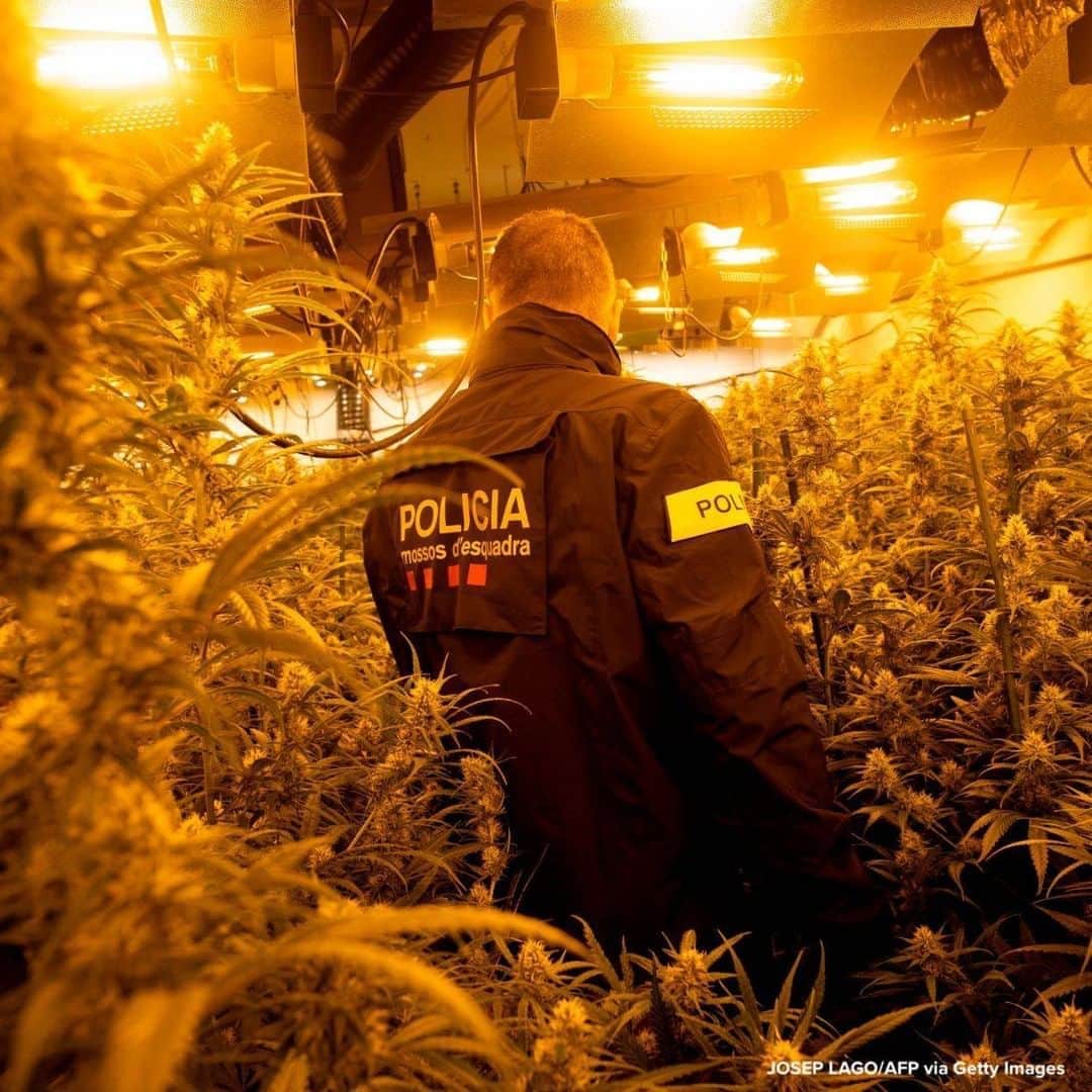 ABC Newsさんのインスタグラム写真 - (ABC NewsInstagram)「Police officer looks over an illegal marijuana plantation in a private residence in Martorell near Barcelona.」10月7日 18時10分 - abcnews