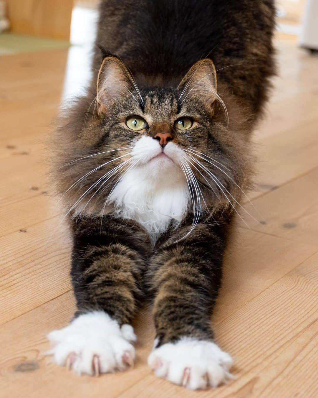 マアルのインスタグラム：「ニーナさん #🐱 #北海道 #旭川 #猫  @psmaaru #catsofinstagram #meowfeature #kitty #catoftheday #pleasantcat #instacat #dailycat #meowed #katze #happycatclub #cats_of_day #petsofinstagram #neko #catfeature #catlover #cats #weeklyfluff #cat #catloversclub #excellent_cats #kitty #catphoto #cats_of_instagram #냥스타그램 #고양이 #แมว」