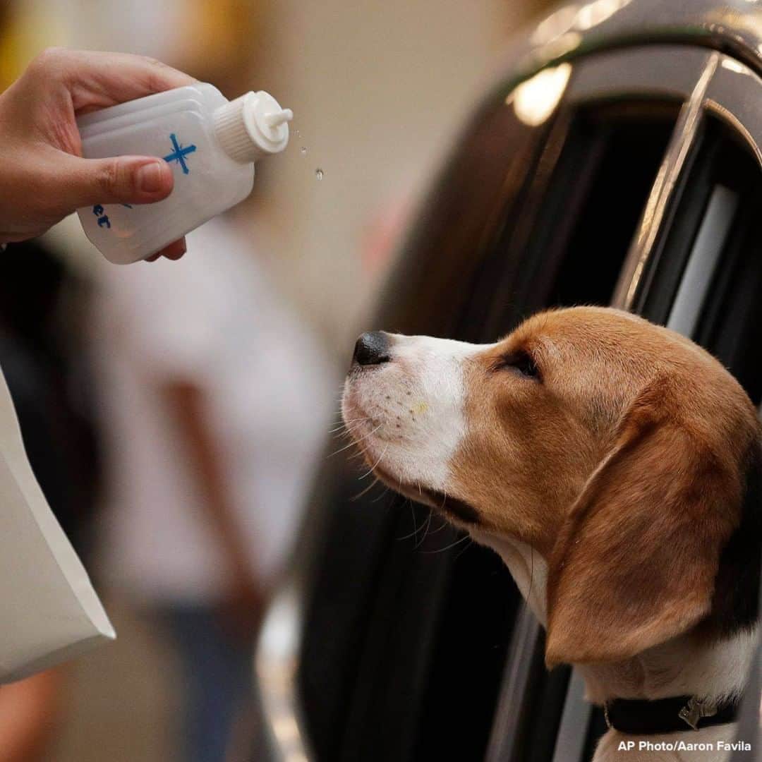 ABC Newsさんのインスタグラム写真 - (ABC NewsInstagram)「A dog looks on as a Catholic priest sprinkles holy water during a drive-through blessing to prevent the spread of the coronavirus at the Eastwood mall in Quezon city, Philippines.」10月7日 18時44分 - abcnews