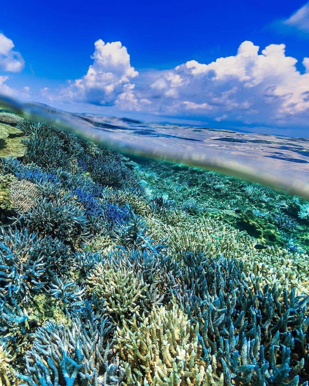 Be.okinawaのインスタグラム：「The sun shines brightly, and the colorful coral greets you. Corals keep developing in the ocean current in the beautiful sea of Okinawa.  📍: Hateruma Island 📷: @tamaki_nakajima_okinawa Thank you very much for your wonderful photo!  Hateruma Island, the southernmost inhabited island in Japan, is so beautiful that it is often referred to as “Hateno-Uruma” (the farthest Coral Island). It takes about 60 minutes by high-speed boat from Ishigaki Island where the airport is located. If you have a chance, please visit Hateruma. 😉  Hold on a little bit longer until the day we can welcome you! Experience the charm of Okinawa at home for now! #okinawaathome #staysafe  Tag your own photos from your past memories in Okinawa with #visitokinawa / #beokinawa to give us permission to repost!  #haterumaisland #yaeyamaislands #波照間島 #八重山群島 #하테루마섬 #야에야마제도 #coralreefs #珊瑚礁 #japan #travelgram #instatravel #okinawa #doyoutravel #japan_of_insta #passportready #japantrip #traveldestination #okinawajapan #okinawatrip #沖縄 #沖繩 #오키나와 #旅行 #여행 #打卡 #여행스타그램」