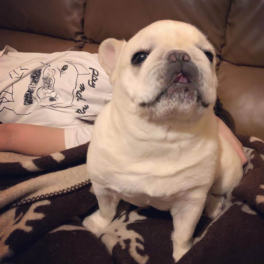 タニム（マーブル母）のインスタグラム：「* マーブルTシャツを着た姉とマーブル（妹） 姉にお尻を撫でられてご満悦〜 * #姉帰宅後のイチャイチャ💕 #姉妹写真 #Wマーブル #片耳マーブル #私のアモーレ👩🏻🐷❤️」