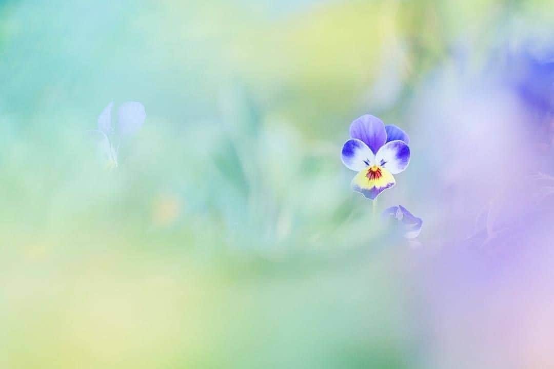 花の写真館のインスタグラム：「Photo by @hana.hana.877.⠀ https://instagram.com/hana.hana.877/⠀ .⠀ Original Post[投稿いただいたURL]⠀ https://www.instagram.com/p/BtsmSpFF7Q5/⠀ .⠀ 本アカウントは、 #私の花の写真 をつけてInstagramに投稿された皆さまの花の写真や、「花の写真館」Facebookページで投稿された花の写真を紹介します。⠀ 「花の写真館」Facebookページは、「 @floral.photograph 」のプロフィールにあるURLからご覧ください。⠀ .⠀ ※各自、政府、自治体など公的機関の指示に従った行動をお願いします。⠀⠀ 東京カメラ部および分室では、写真を「見る楽しみ」を提供することを通して、微力ながら皆様にわずかな時間でも癒しをお届けしたいと思っております。⠀ ※本アカウントは東京カメラ部がFacebook、Instagramのサービスを利用して運営しているもので、Facebook社・Instagramとは一切関係ありません。⠀ .⠀ #花の写真館 #floralphotograph #floralphoto #flower #flowers⠀ Follow: @floral.photograph」