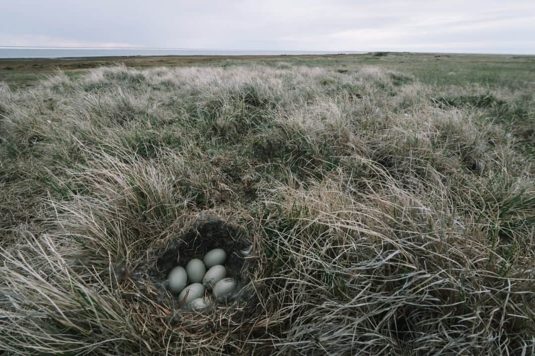 ナショナルジオグラフィックさんのインスタグラム写真 - (ナショナルジオグラフィックInstagram)「Photo by @kiliiiyuyan / The nest of a snow goose disappears among the grasses and sedges of the tundra on Alaska's coastal plain. This nest is part of a colony of hundreds in the vicinity.⁠ Follow me @kiliiiyuyan for more from the Arctic. #arctic #alaska #tundra #npr-a」10月7日 19時38分 - natgeo