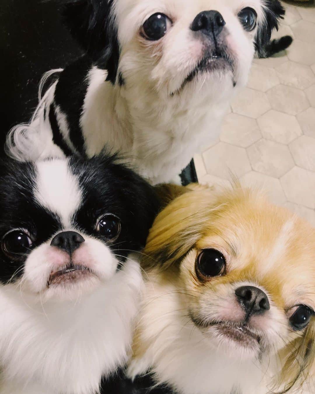 juntowaのインスタグラム：「何を欲しがっているでしょう。#正解は#サツマイモ#シルクスイート」