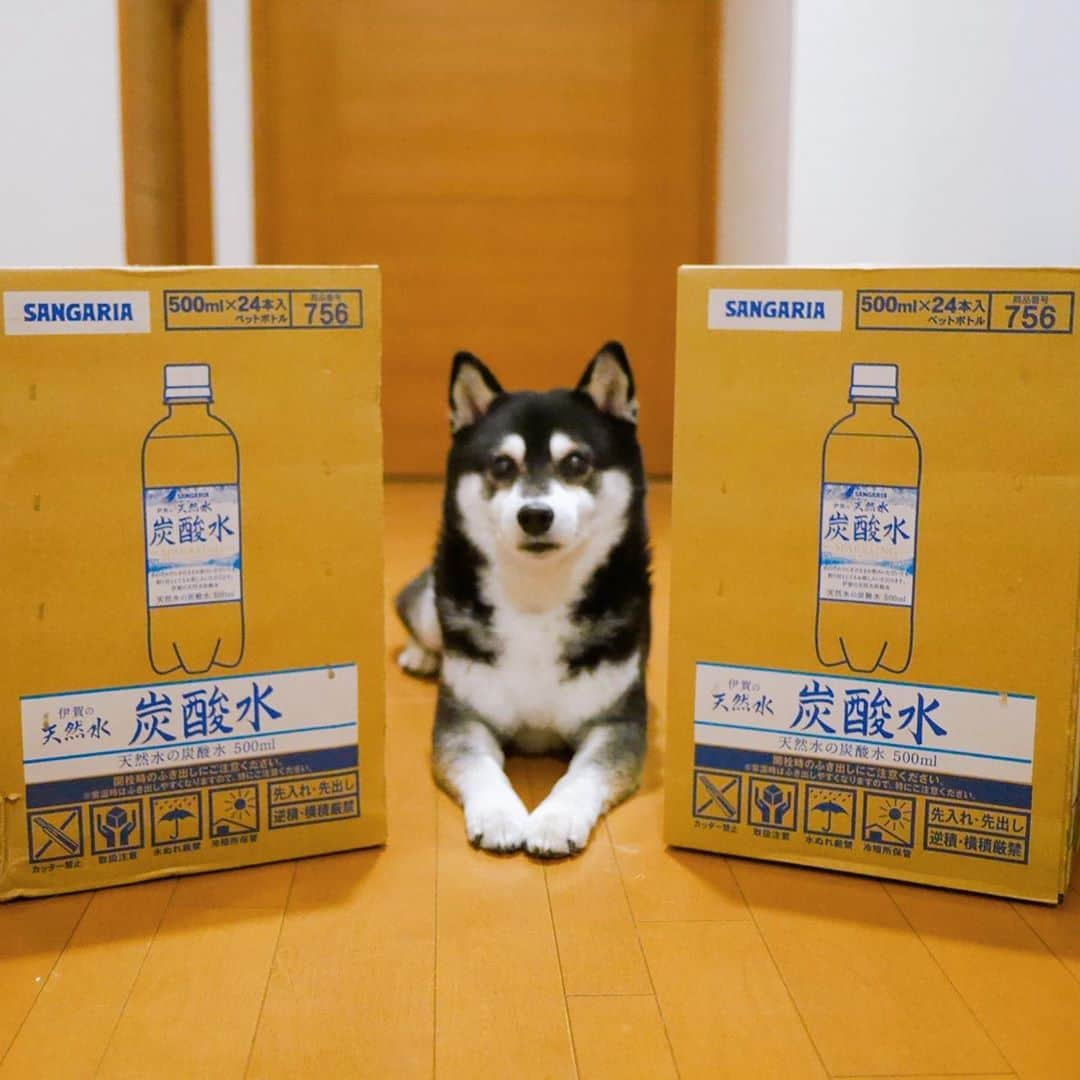 くろさんのインスタグラム写真 - (くろInstagram)「🐼 楽天お買い物マラソンでポチったのが到着です📦 帰宅して不在通知があったのでWebから明日の午前中に再配達依頼したのに、19時半過ぎにピンポンw オンライン連携悪しですなww←しかも不在通知が佐川は全て手書きvsヤマトはプリンタ印刷←その差歴然 でも、ちゃんと不在通知には重量物の為って引き上げてくれてる理由が🙆‍♂️←宅配BOXに預けるより、ユーザー目線での再配達は嬉しいです🙇🏻 宅配BOXに置いて行かれたらエライこっちゃでした😅←20kgオーバーの荷物📦 そんなこんなで、当日勝手に再配達で先程無事受け取りしました👍🏻 サンガリアのCMを知ってる人からすると、サンガリアって三流感Maxですよね😅 でも、ネット通販だと完全ノーブランドで何なんコレ大丈夫なん？より、メジャー感ありありですwww そんなこんなで、楽天お買い物マラソンでポチったのを無事受け取りましたとさw 24本1ケースより、24本2ケースが断然お得かと👍🏻 #佐川急便 #佐川男子 #勝手に再配達 #ヤマトと違って全部手書きの不在通知 #ヤマトはハンディプリンタ印刷 #佐川は全て手書き #ヤマトのLINE通知は便利 #佐川さんも是非 #楽天お買い物マラソン #楽天派 #豆も気になるぅ #モデル犬 #オファーお待ちしております #いちにーサンガリア #いちにーさんがりあ #サンガリア #キー局には流れない #サンガリアのCM #伊賀の天然水炭酸水 #サンガリア伊賀の天然水炭酸水」10月7日 20時12分 - m6bmw