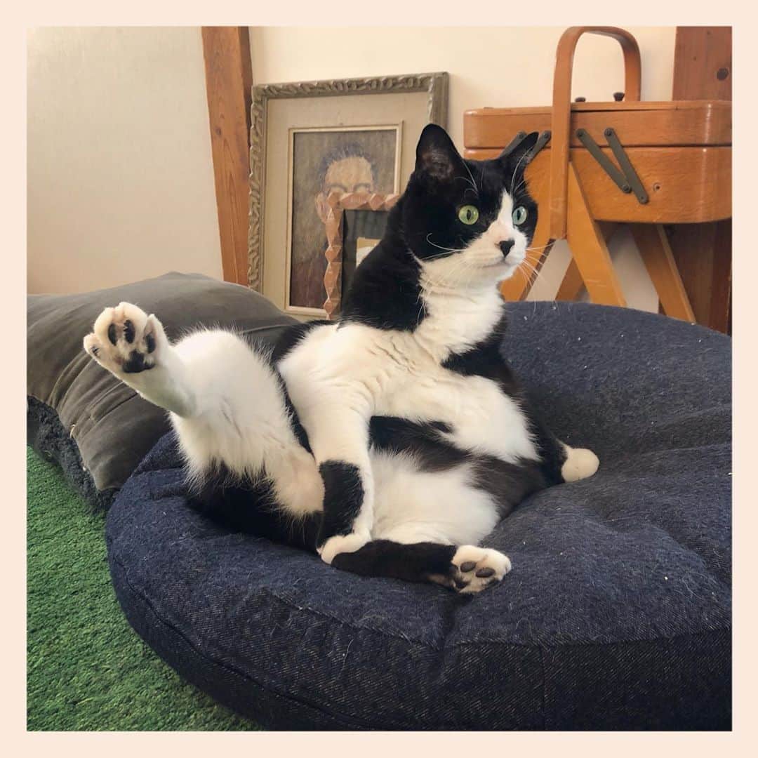 パンといっぴきのインスタグラム：「#元保護猫 #ハチワレ #白黒猫 #blackandwhitecat #tuxedocat」