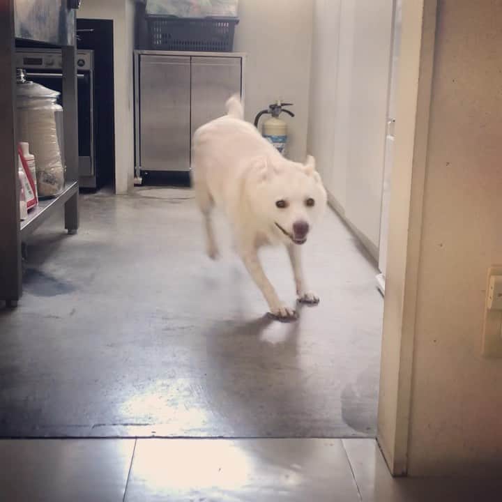 パンといっぴきのインスタグラム：「今日は1周だけ。  #元保護犬 #雑種犬 #crossbreed #mixdog #キップル14歳　#走る犬」