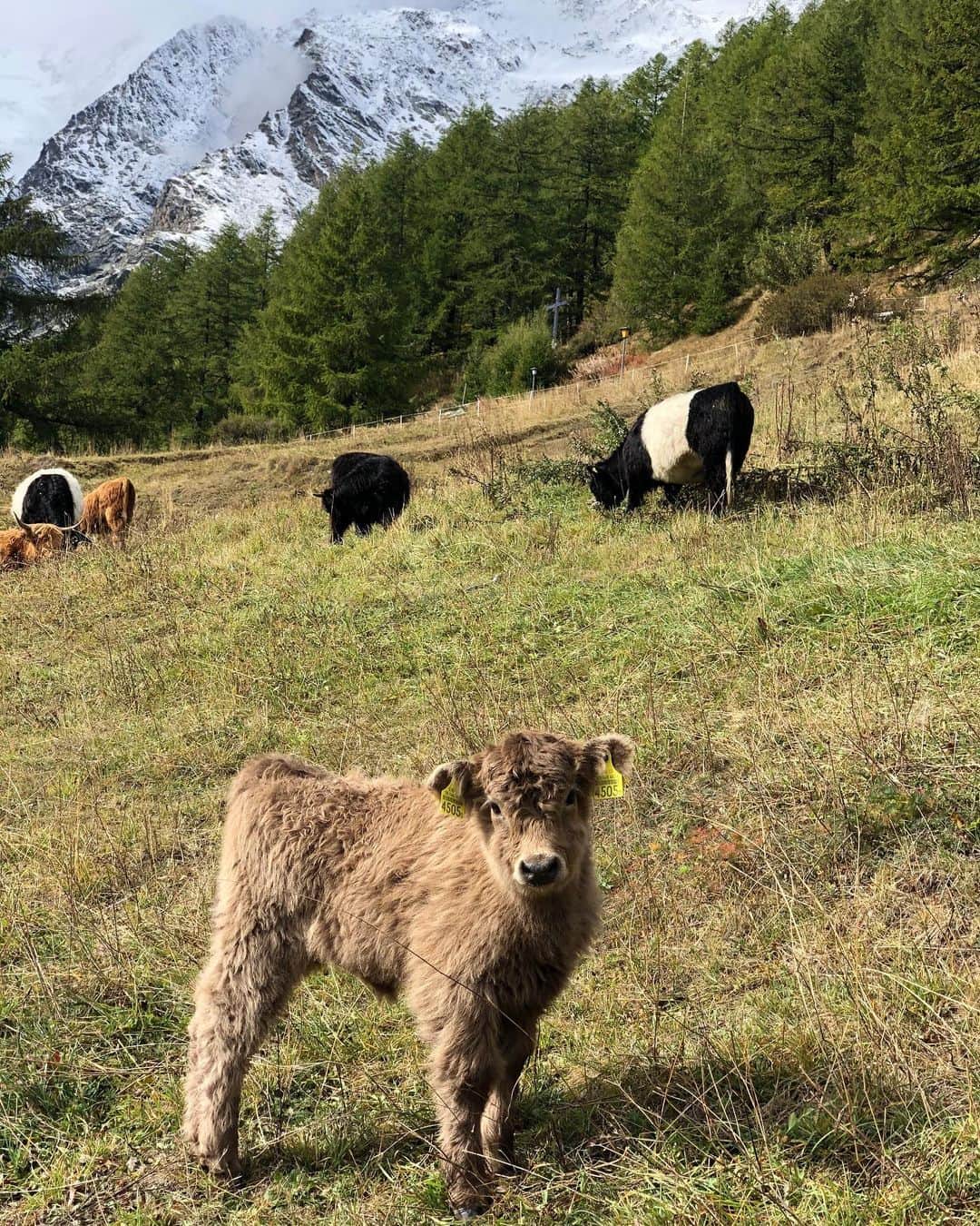 広野あさみのインスタグラム：「#saasfee」