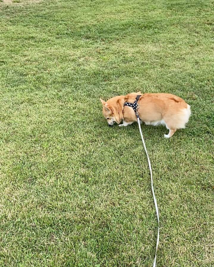 maggydaisyのインスタグラム：「_  公園の草刈りもやっと終わったよ☻  #maggydaisymore20201008 #corgi #コーギー #犬のいる暮らし #里親」