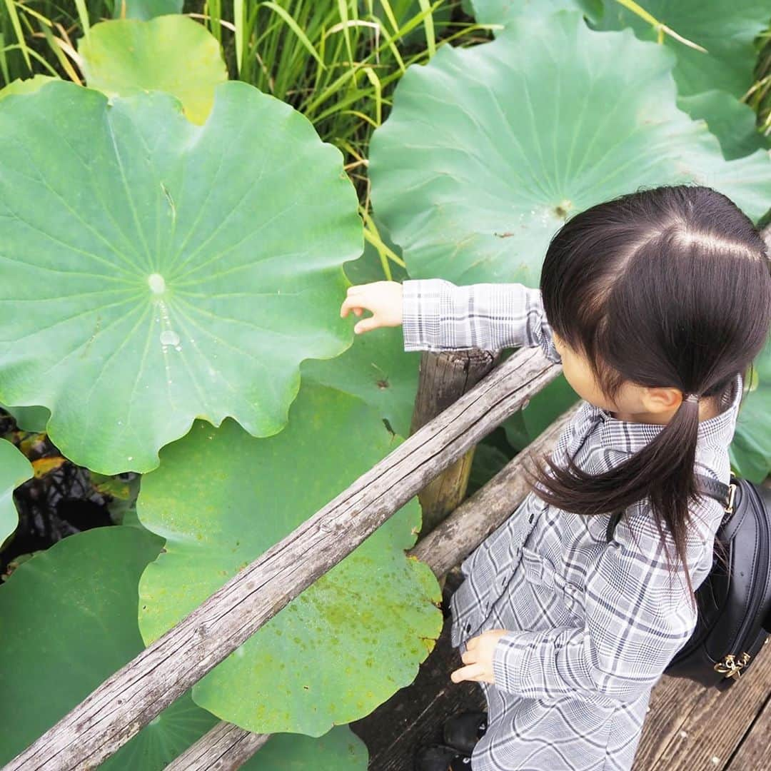 Kuboi Ayumiさんのインスタグラム写真 - (Kuboi AyumiInstagram)「涼しくなってきたので、お散歩していても気持ちがよくて。﻿ ﻿ 家族で、清水公園　花ファンタジア（@shimizukouen）に遊びに行ってきました。﻿ 敷地約7万㎡の総合花園でたくさんの種類の草花と触れ合えます。﻿ ﻿ 広くて、自然いっぱいなので、娘たち大興奮。﻿ どんぐりやまつぼっくりを拾ったりしながらたくさん走り回っていました。﻿ スイレンがたくさん浮かんでいる池やローズガーデンなどもあり、娘たちにとっては探検だったみたい。﻿ ﻿ 「これはなんのお花かな？」と自由研究にも良さそう。﻿ やっぱり自然に触れるだけでもリフレッシュできますね。ママ・パパも自然に癒されちゃいました。﻿ ﻿ 私が行った時は少し早かったのですが、今の時期はコスモスが見ごろなんだとか。﻿ 紅葉の時期におすすめのスポットも。﻿ ﻿ 散策でつかれたら、おしゃれなカフェやグラスハウス内のレストランでひと休み。﻿ 野菜たっぷりのカレーや大きなエビフライなどがおいしかったです。﻿ ﻿ ちなみに清水公園には花ファンタジアだけでなく、﻿ フィールドアスレチック、キャンプ・バーベキュー場、ポニー牧場、アクアベンチャーなど﻿ 自然の中でいろいろ楽しめる施設がいっぱいなので１日遊べちゃいますよ。﻿ ﻿ シーズンによって、いろいろな顔が見れそうな公園なので﻿ また遊びに行きたいな。﻿  ■長女ワンピース　べべ（BeBe）@mikihouse.official ■次女ワンピース　ミキハウス  どちらも #キャリーオン（@carryon_official ）でお得に購入しました。 ブランド服がプチプラで購入できるのですが、さらに全品20%offになるクーポンコードをいただいたので みなさん、ご自由にお使いください。  クーポン　⇒　invite20 ﻿ ﻿ #バラ #女の子ママ #ドライブ #アスレチック #キャンプ #紅葉﻿ #sponsored #清水公園 #花ファンタジア #コキア」10月7日 21時25分 - himekagami