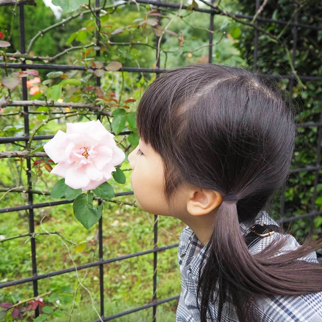 Kuboi Ayumiさんのインスタグラム写真 - (Kuboi AyumiInstagram)「涼しくなってきたので、お散歩していても気持ちがよくて。﻿ ﻿ 家族で、清水公園　花ファンタジア（@shimizukouen）に遊びに行ってきました。﻿ 敷地約7万㎡の総合花園でたくさんの種類の草花と触れ合えます。﻿ ﻿ 広くて、自然いっぱいなので、娘たち大興奮。﻿ どんぐりやまつぼっくりを拾ったりしながらたくさん走り回っていました。﻿ スイレンがたくさん浮かんでいる池やローズガーデンなどもあり、娘たちにとっては探検だったみたい。﻿ ﻿ 「これはなんのお花かな？」と自由研究にも良さそう。﻿ やっぱり自然に触れるだけでもリフレッシュできますね。ママ・パパも自然に癒されちゃいました。﻿ ﻿ 私が行った時は少し早かったのですが、今の時期はコスモスが見ごろなんだとか。﻿ 紅葉の時期におすすめのスポットも。﻿ ﻿ 散策でつかれたら、おしゃれなカフェやグラスハウス内のレストランでひと休み。﻿ 野菜たっぷりのカレーや大きなエビフライなどがおいしかったです。﻿ ﻿ ちなみに清水公園には花ファンタジアだけでなく、﻿ フィールドアスレチック、キャンプ・バーベキュー場、ポニー牧場、アクアベンチャーなど﻿ 自然の中でいろいろ楽しめる施設がいっぱいなので１日遊べちゃいますよ。﻿ ﻿ シーズンによって、いろいろな顔が見れそうな公園なので﻿ また遊びに行きたいな。﻿  ■長女ワンピース　べべ（BeBe）@mikihouse.official ■次女ワンピース　ミキハウス  どちらも #キャリーオン（@carryon_official ）でお得に購入しました。 ブランド服がプチプラで購入できるのですが、さらに全品20%offになるクーポンコードをいただいたので みなさん、ご自由にお使いください。  クーポン　⇒　invite20 ﻿ ﻿ #バラ #女の子ママ #ドライブ #アスレチック #キャンプ #紅葉﻿ #sponsored #清水公園 #花ファンタジア #コキア」10月7日 21時25分 - himekagami