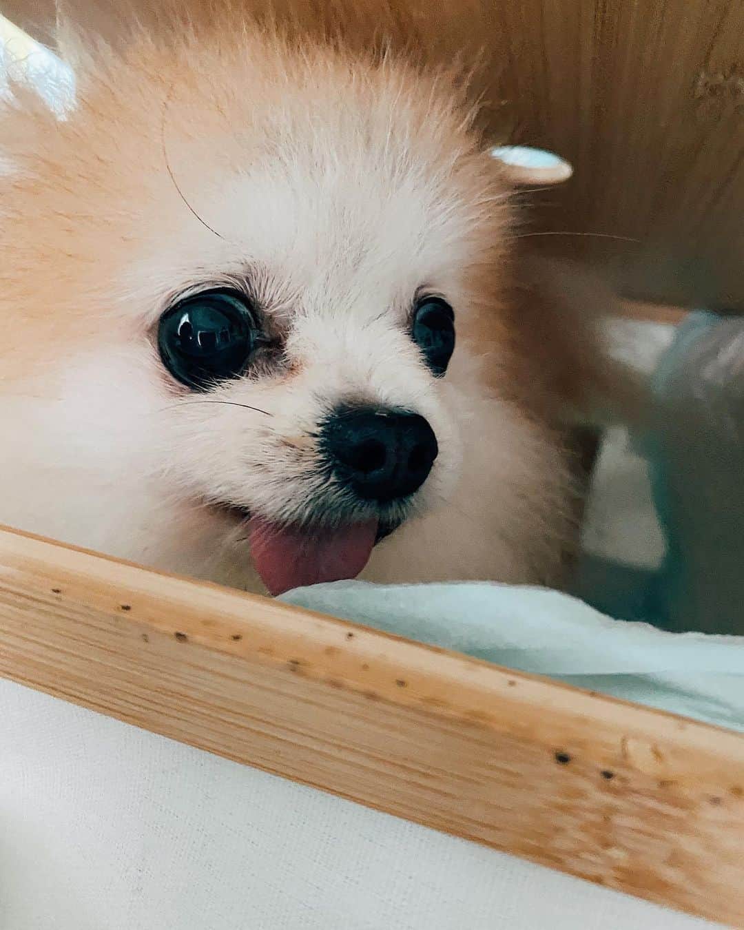 r_oseのインスタグラム：「Hello there🐰〰️」