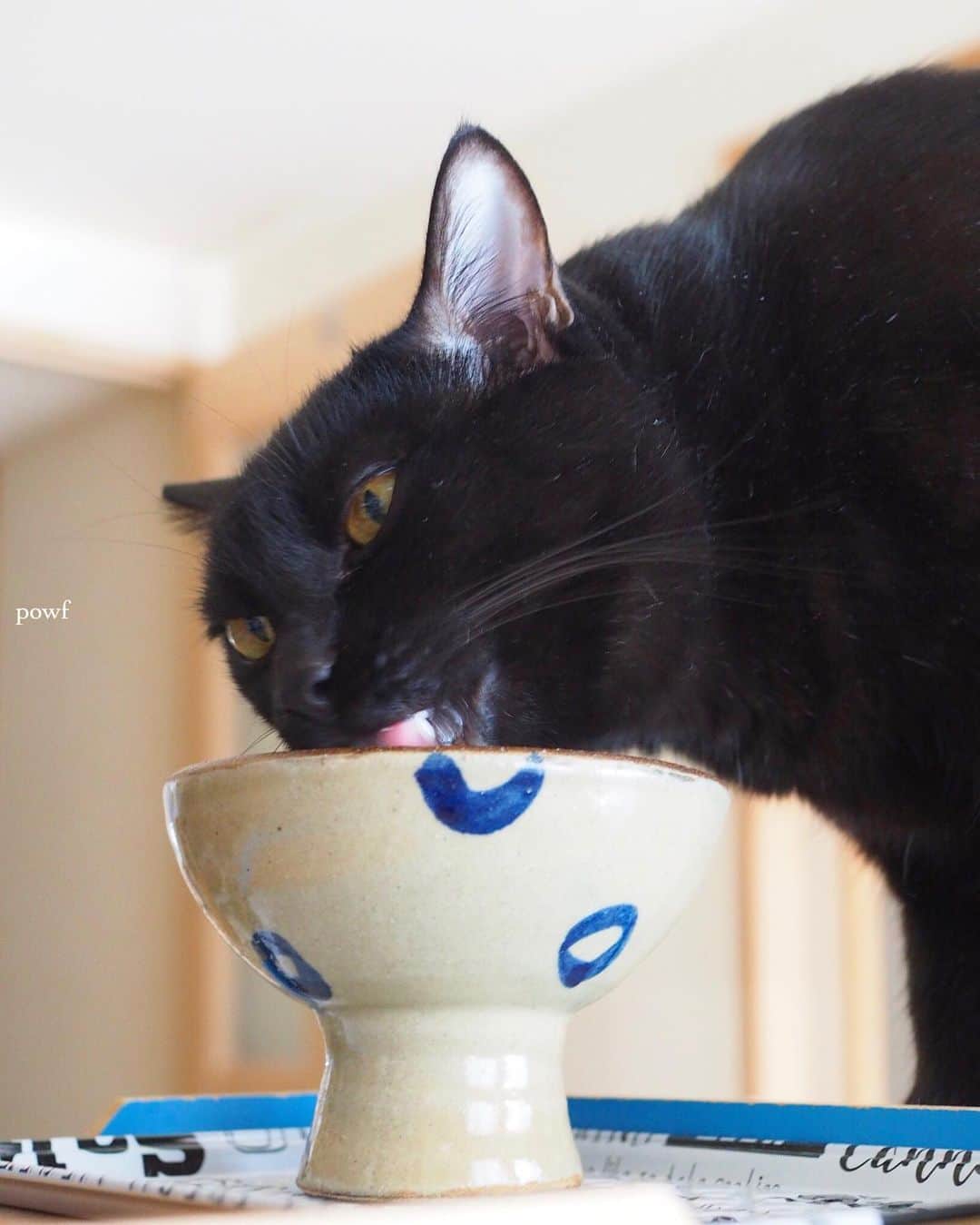 anemone_69のインスタグラム：「. #ハカセとキョウジュ #blackcat #黒猫 #cat #猫 #保護猫 . . .」