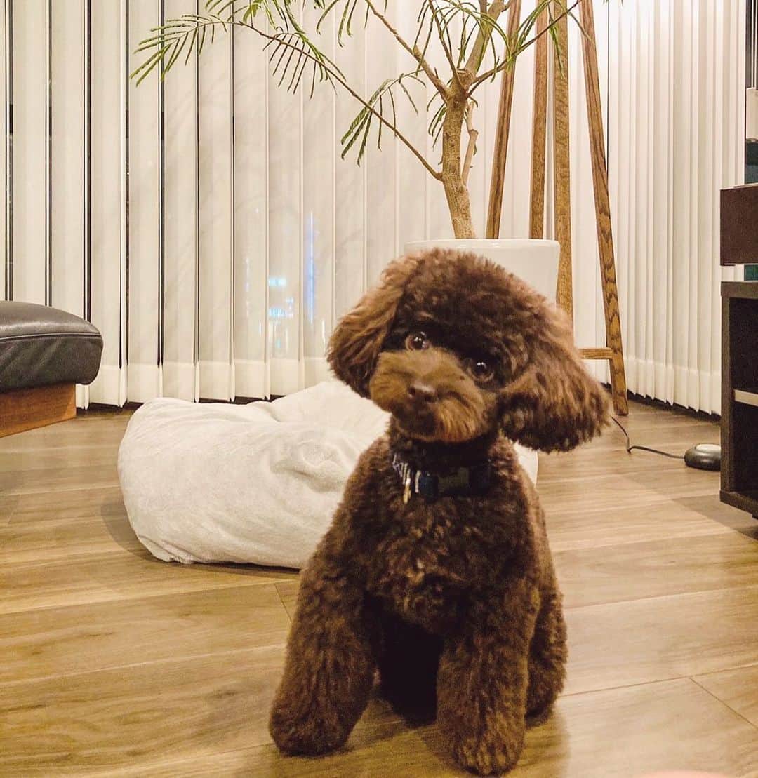 網野友雄のインスタグラム：「トリミングしてきました✂︎ #トイプードル #サニー」