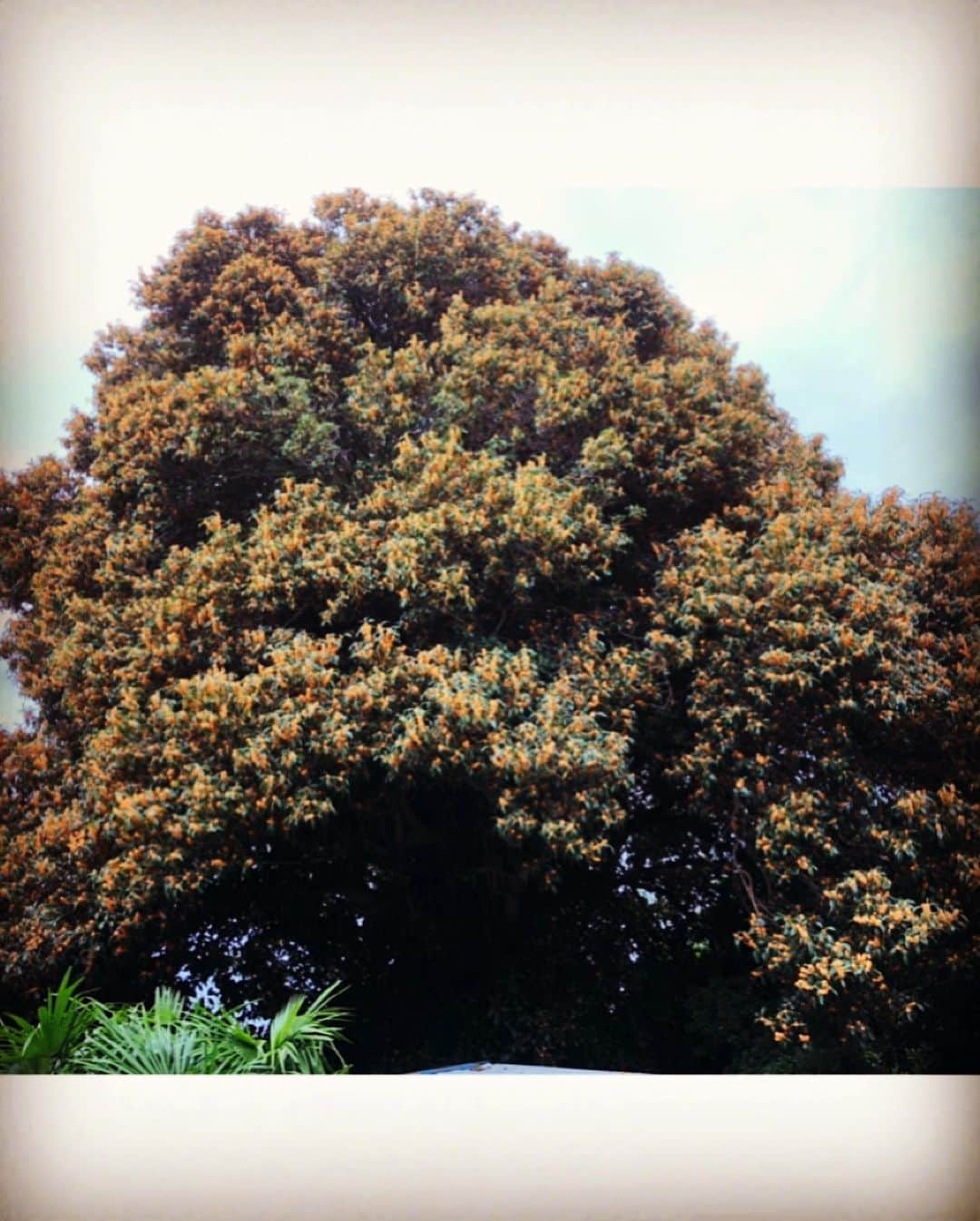 mikerr（ミカ）さんのインスタグラム写真 - (mikerr（ミカ）Instagram)「実家の金木犀の成長がとまらないらしい(確かに大っきくなってる)母より。 なんとなく金木犀は思い出の香りな雰囲気あるよね〜えも〜 、 #お家帰って羽子板したい #庭でバスケがしたい #金木犀 #october」10月7日 21時59分 - mikerr_33