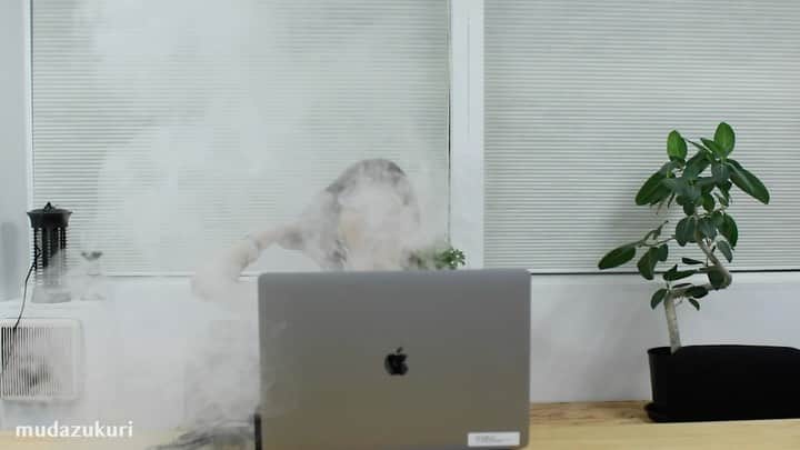 藤原麻里菜のインスタグラム：「Let's make the appearance of online meetings cool🤟 _ #mudazukuri #無駄づくり　#wastedcreation #無用發明　#uselessmachine 🎵　@kuchucamera」