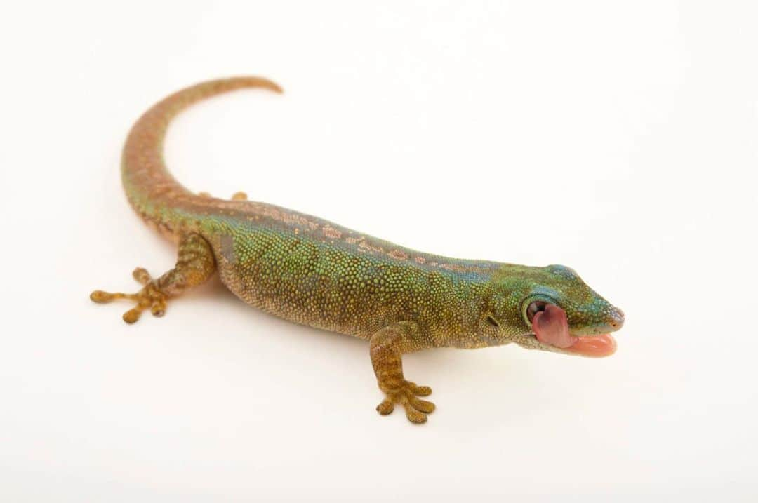 Joel Sartoreさんのインスタグラム写真 - (Joel SartoreInstagram)「Named after the German herpetologist Robert Mertens, the Robert Merten’s day gecko inhabits the island of Comoros off the coast of East Africa. On the island, this species is often found on banana trees and in abandoned vanilla orchid plantations where it can feed on sweet fruit, pollen, and nectar. Active throughout the day, they will also spend time hunting live prey, which includes various insects and small invertebrates. Photo taken @zooplzen. #gecko #daygecko #robertmerten #Comoros #island #colorful #green #blue #tongueout #PhotoArk #savetogether」10月7日 22時05分 - joelsartore