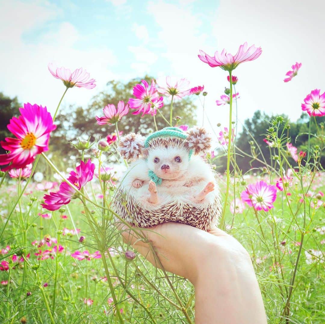 あずきのインスタグラム