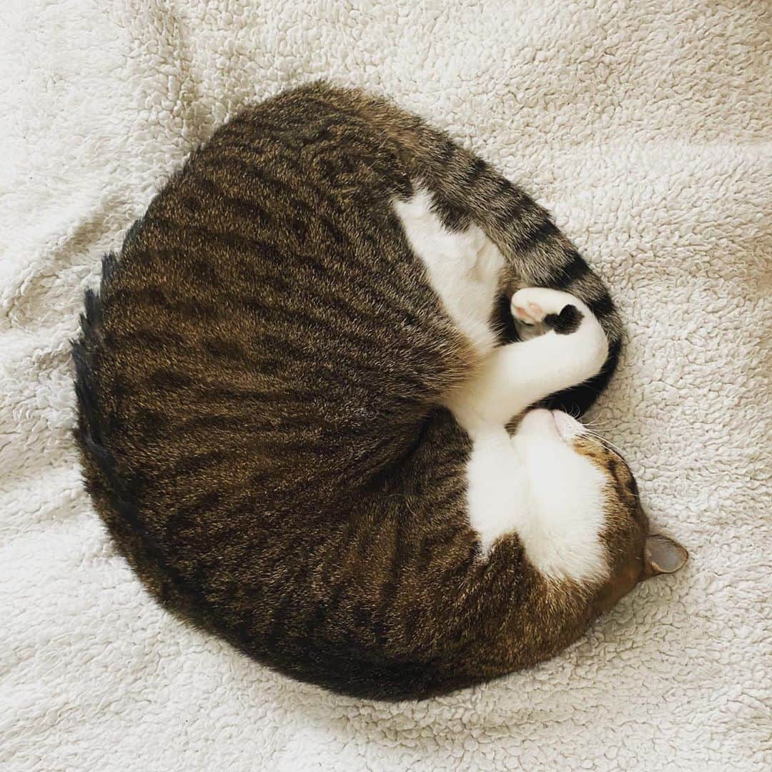 のインスタグラム：「急に寒くなったね。雨も降っているし。 風邪など引かぬよう。 #lukarly #catsofinstagram #にゃんすたぐらむ」