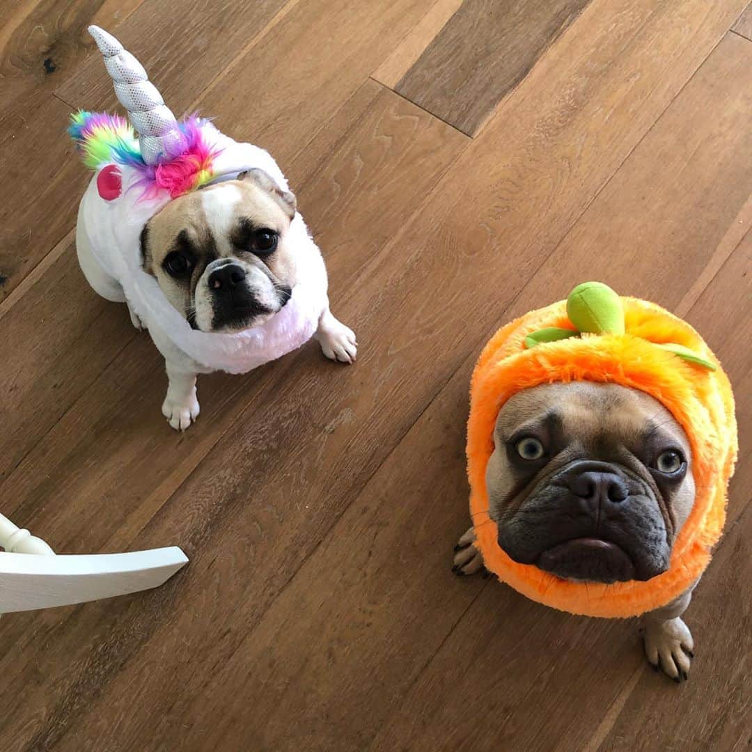 ジーナ・カラーノのインスタグラム：「It’s that time of year again!! What are we going to be this year?! 😂 last years costume.. 🦄🎃 #Moonb & #Lilbovy @moonb_and_ollieg @lil_bovy」