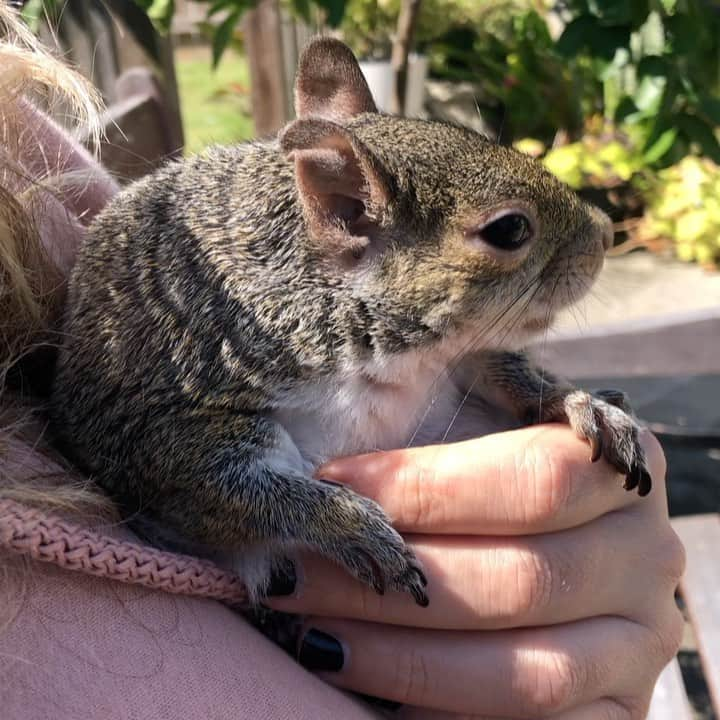 Jillのインスタグラム：「Fun fact: When Jill’s ears get too hot in the sun she tucks them in.⁣ ⁣ ⁣ ⁣ ⁣ #petsquirrel #squirrel #squirrels #squirrellove #squirrellife #squirrelsofig #squirrelsofinstagram #easterngreysquirrel #easterngraysquirrel #ilovesquirrels #petsofinstagram #jillthesquirrel #thisgirlisasquirrel #squirrelears」