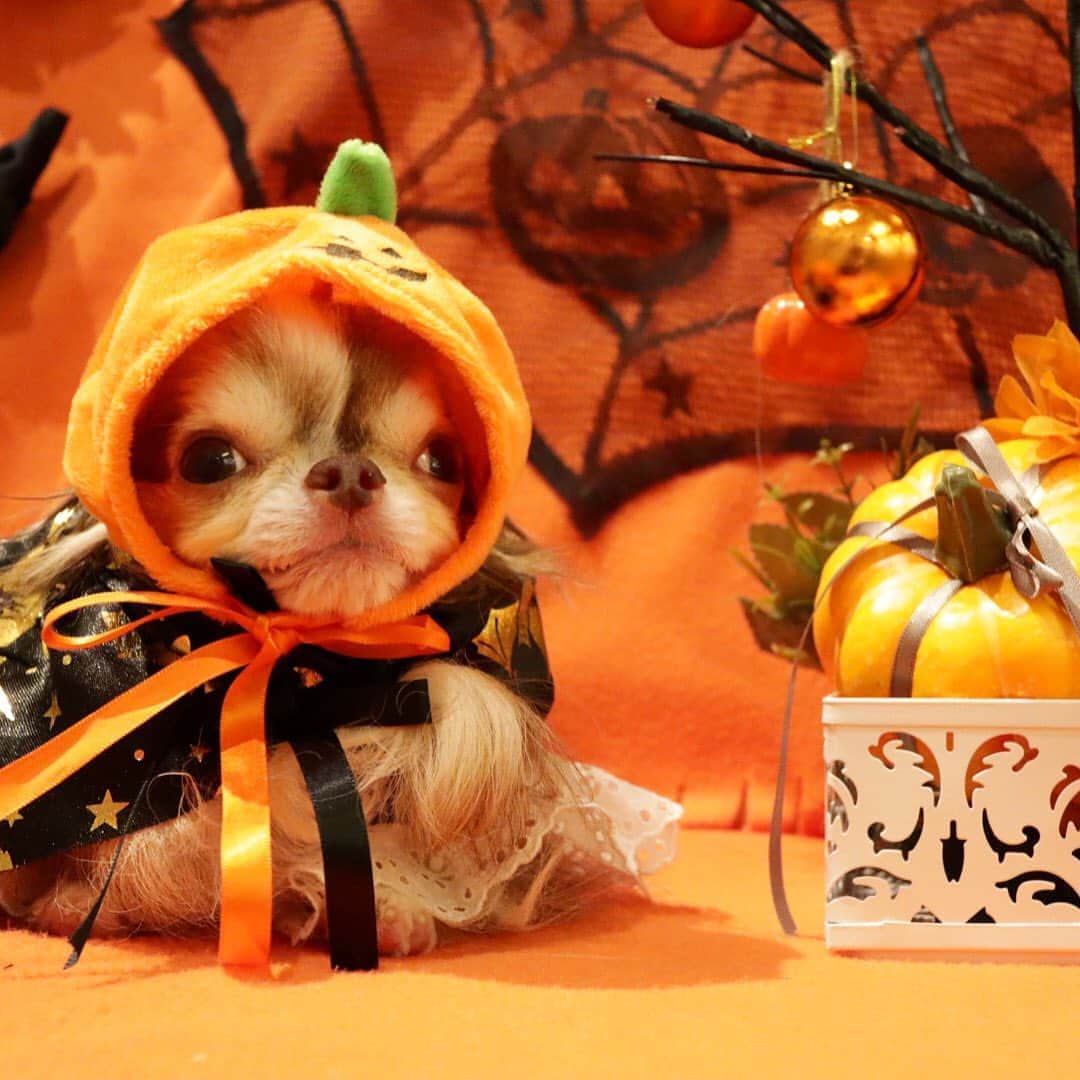 kayoのインスタグラム：「* * * らいちん カボチャみたい😂🎃 * * Lychee❤️🎃 * * #ハロウィン #Halloween #カボチャ * #chihuahua#chihuahualove#dogstgram#dog#instadog#チワワ#チワワ大好き#チワワのいる暮らし * * *」