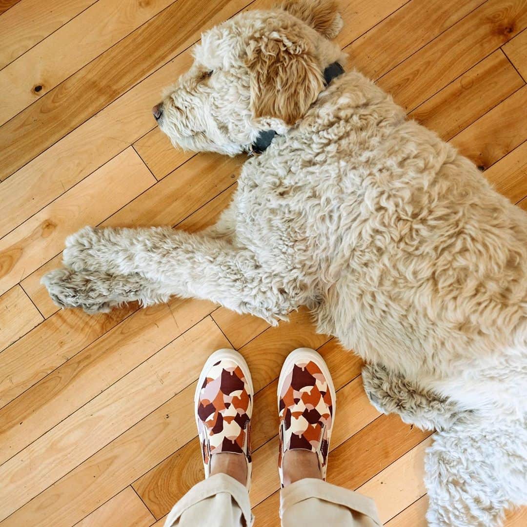シービーズのインスタグラム：「Us too bud, us too 😴  #letsgetcasual」