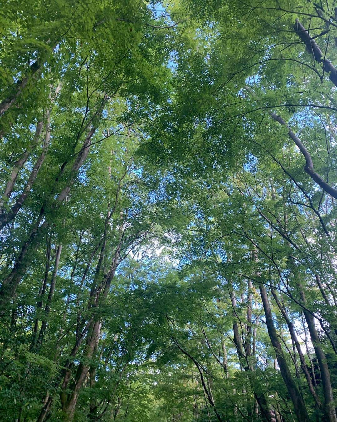 椎名美月さんのインスタグラム写真 - (椎名美月Instagram)「すんごーい空気が澄んでいて、どこを見ても緑で、でも綺麗に整備されてて😌✨  気持ちよかったー🤍 3枚目、なんか光に向かって笑ってる！ こんな風に写っていたとは  #maisonmargiela #mm6 #dior #zara #kyoto #green #aman #アマン京都 #京都 #東京 #tokyo」10月8日 8時31分 - mizkiss