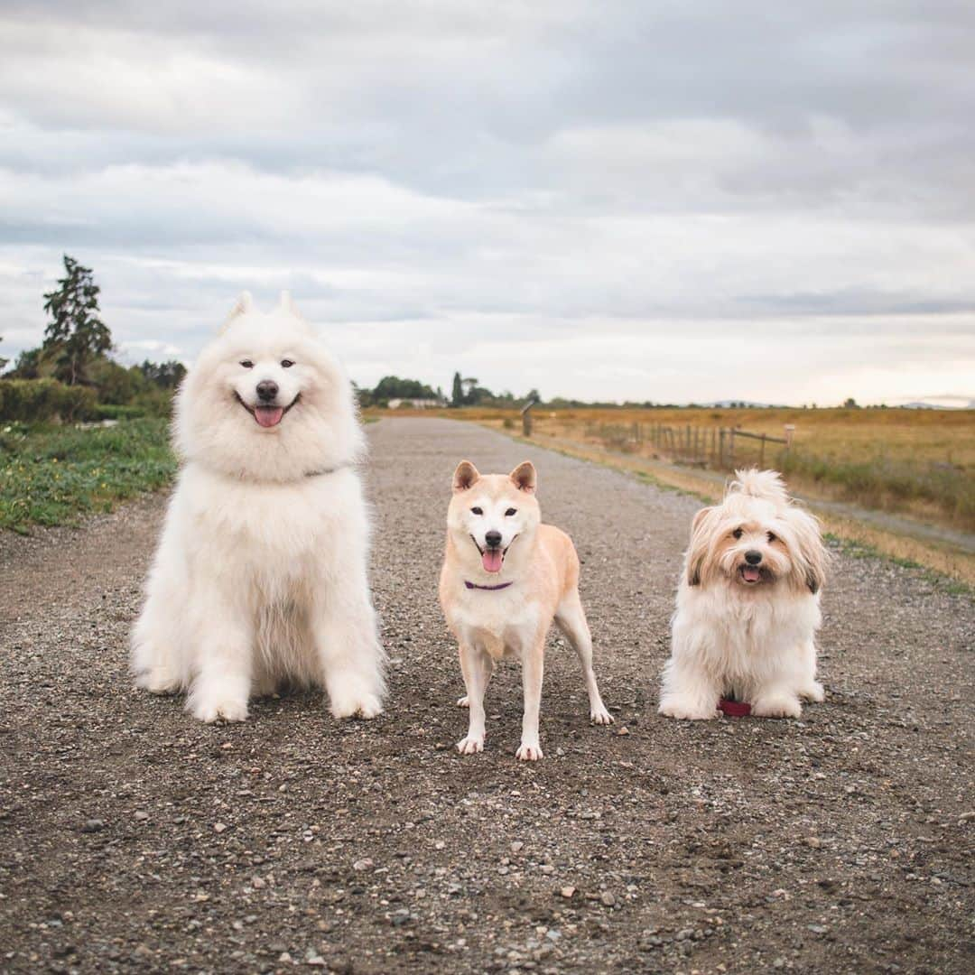 Loki the Corgiさんのインスタグラム写真 - (Loki the CorgiInstagram)「Our foster dog, Coco, got adopted last week. Then she got unadopted. Let me explain... Last week, Coco went to meet a potential adopter. Everything seemed perfect: the family was great, the house was huge, and they had another dog for her to play with. The visit went so well that the family insisted on keeping her that same day (the rescue typically allows adopters to think on it for a few days). A few days later, we received a call from the rescue and were told that Coco and her sister weren’t getting along and had gotten into a fight. The family decided that they couldn’t keep Coco. Coco’s back with us now. Obviously, we’re very sad that the family didn’t end up being the right one for her, but we also know that it’s for the best. The adoption process doesn’t always go as planned, and we just see this as a minor speed bump in Coco’s journey to finding her forever home. In the meantime, Bear and Momo are more than happy to have their friend back for a little while ❤️」10月8日 8時35分 - lokistagram