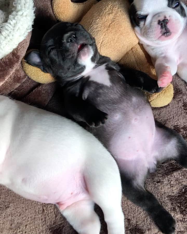 Regeneratti&Oliveira Kennelのインスタグラム：「Dreaming about milk 💕 #cutepuppy #frenchies1 #frenchie #frenchbulldog #bulldog #socute #precious #puppy」