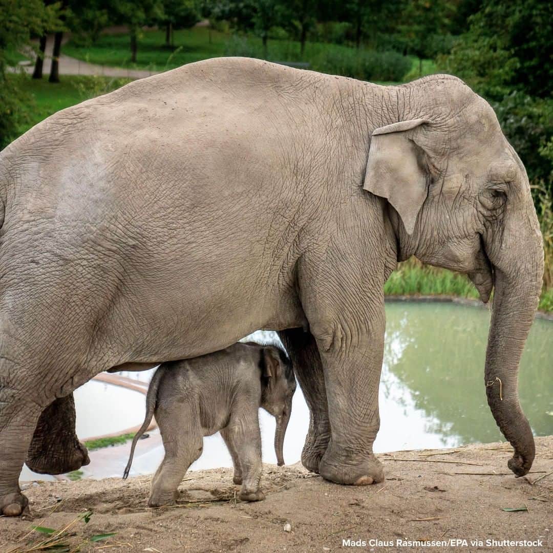 ABC Newsさんのインスタグラム写真 - (ABC NewsInstagram)「NEW BEGINNINGS: One-week-old baby elephant sticks close to his mother as he explores his outdoor surroundings for the first time at Denmark’s Copenhagen Zoo. #elephants #animals #zoo」10月8日 0時16分 - abcnews