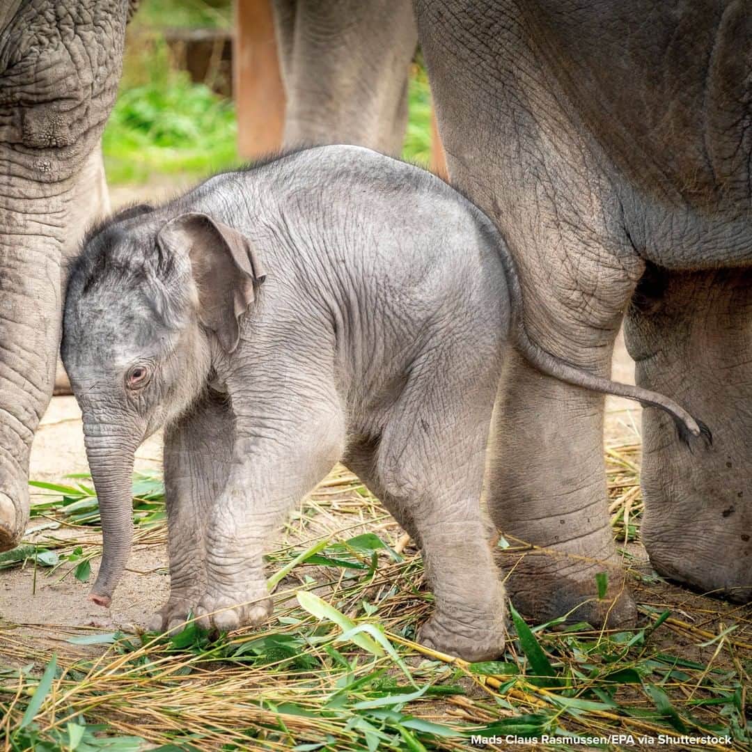 ABC Newsさんのインスタグラム写真 - (ABC NewsInstagram)「NEW BEGINNINGS: One-week-old baby elephant sticks close to his mother as he explores his outdoor surroundings for the first time at Denmark’s Copenhagen Zoo. #elephants #animals #zoo」10月8日 0時16分 - abcnews