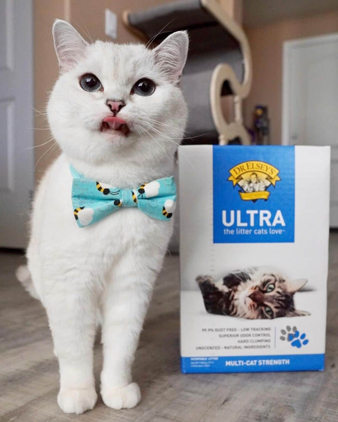 ミスター・ホワイトさんのインスタグラム写真 - (ミスター・ホワイトInstagram)「Psst, enjoy a dust free litter box experience like me? @drelseys Ultra Litter is 99.9% dust free and they mean it! It can be dangerous for your kitty to breath in airborne particles and could even cause an allergic reaction. Give Ultra Litter a try, your kitty will thank you with extra purrs. #drelseys #ad   Dr. Elsey's knows you love your cat, and that’s why they created a free quiz to help you discover which veterinarian-formulated litter is the perfect fit for your cat’s needs! LINK IN BIO」10月8日 0時20分 - white_coffee_cat