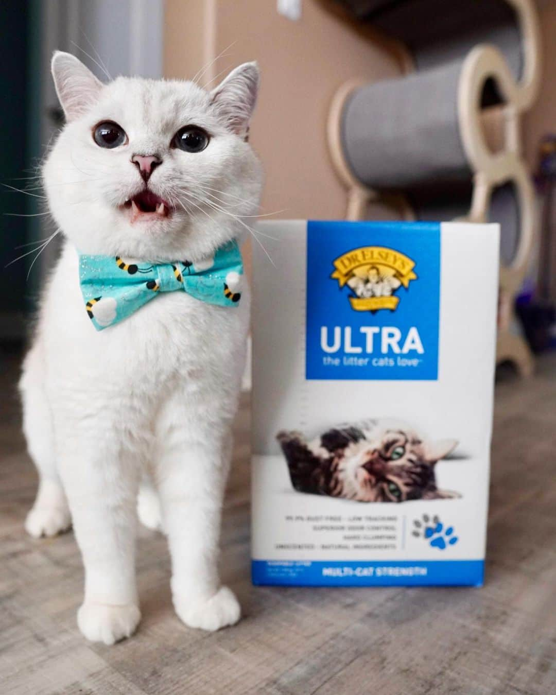 ミスター・ホワイトさんのインスタグラム写真 - (ミスター・ホワイトInstagram)「Psst, enjoy a dust free litter box experience like me? @drelseys Ultra Litter is 99.9% dust free and they mean it! It can be dangerous for your kitty to breath in airborne particles and could even cause an allergic reaction. Give Ultra Litter a try, your kitty will thank you with extra purrs. #drelseys #ad   Dr. Elsey's knows you love your cat, and that’s why they created a free quiz to help you discover which veterinarian-formulated litter is the perfect fit for your cat’s needs! LINK IN BIO」10月8日 0時20分 - white_coffee_cat