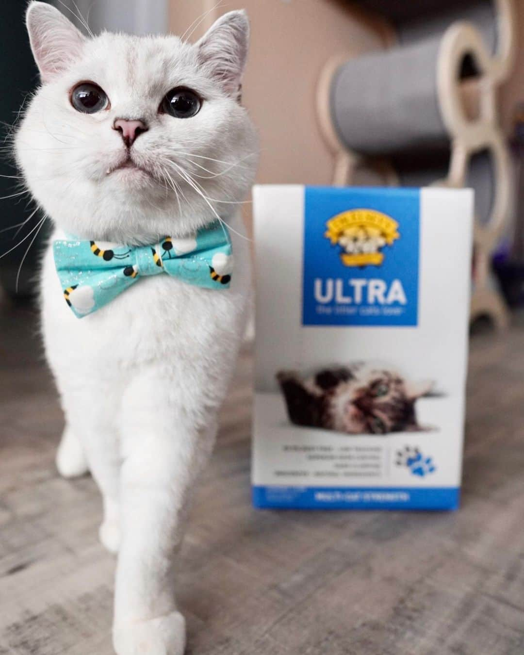 ミスター・ホワイトさんのインスタグラム写真 - (ミスター・ホワイトInstagram)「Psst, enjoy a dust free litter box experience like me? @drelseys Ultra Litter is 99.9% dust free and they mean it! It can be dangerous for your kitty to breath in airborne particles and could even cause an allergic reaction. Give Ultra Litter a try, your kitty will thank you with extra purrs. #drelseys #ad   Dr. Elsey's knows you love your cat, and that’s why they created a free quiz to help you discover which veterinarian-formulated litter is the perfect fit for your cat’s needs! LINK IN BIO」10月8日 0時20分 - white_coffee_cat