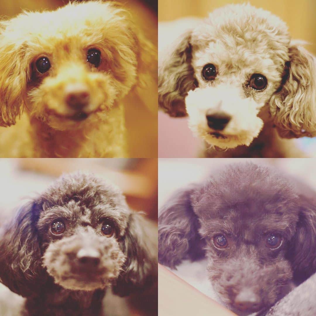 諏訪彩花のインスタグラム：「わんこ🐶実家帰ると一気に賑やかになる笑！みんなそれぞれ性格違って面白いよ。#トイプードル」