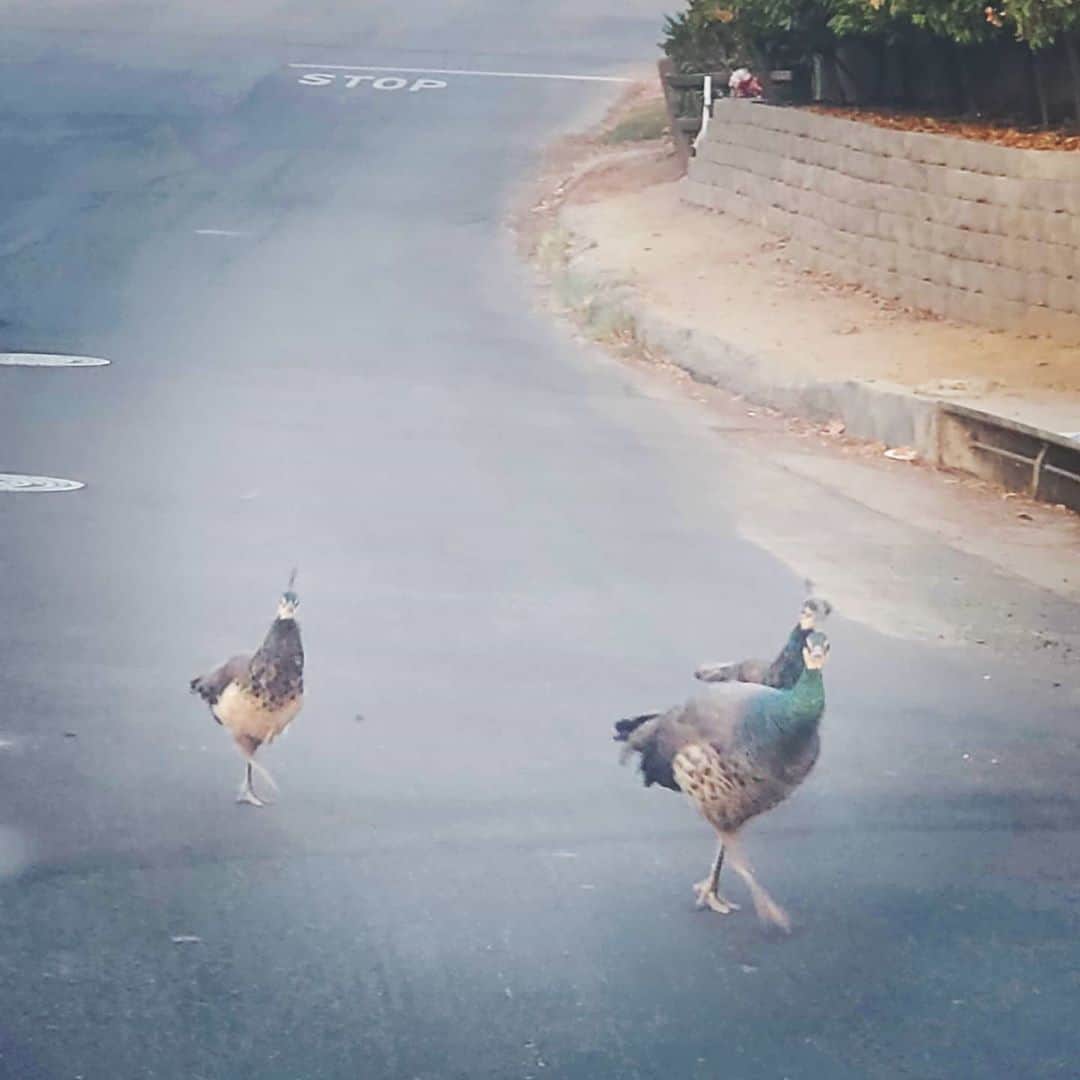 のインスタグラム：「Peacock mom and babies wild Peacock 🦚🦚🦚#PEACOCKS #peacock #peacocksrule #peacockempire #ilovepeacocks #peacocktime #peacockmagic #shadowhills #THANKYOU #peafowls #peacockdaddy #peacocksquad #wildpeacocks 🦚🦚🦚🦚🦚🦚🦚🦚🦚🦚🦚🦚🦚🦚🦚🦚🦚」