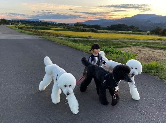 たまねぎさんのインスタグラム写真 - (たまねぎInstagram)「. . 夕んぼ . みんなと一緒に。 . . #standardpoodle #dog #lovedogs #poodlesofinstagram #スタンダードプードル #大型犬と子供 #poodle #dogstagram #いぬのいる生活 #もふもふ部 #わんこ部 #子どもと犬  #kidsanddog #ママリ #キズナ #コドモノ #いこーよ #いぬのきもち #犬と暮らす #いぬなしでは生きていけません #ゆうんぽ🐾 #お散歩 #4歳児 #夕日 #多頭飼いの幸せ」10月8日 0時41分 - tamanegi.qoo.riku