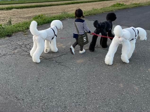 たまねぎさんのインスタグラム写真 - (たまねぎInstagram)「. . 夕んぼ . みんなと一緒に。 . . #standardpoodle #dog #lovedogs #poodlesofinstagram #スタンダードプードル #大型犬と子供 #poodle #dogstagram #いぬのいる生活 #もふもふ部 #わんこ部 #子どもと犬  #kidsanddog #ママリ #キズナ #コドモノ #いこーよ #いぬのきもち #犬と暮らす #いぬなしでは生きていけません #ゆうんぽ🐾 #お散歩 #4歳児 #夕日 #多頭飼いの幸せ」10月8日 0時41分 - tamanegi.qoo.riku