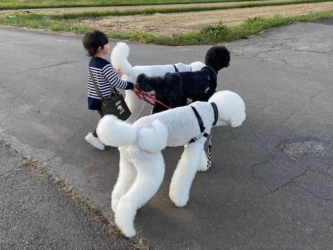 たまねぎさんのインスタグラム写真 - (たまねぎInstagram)「. . 夕んぼ . みんなと一緒に。 . . #standardpoodle #dog #lovedogs #poodlesofinstagram #スタンダードプードル #大型犬と子供 #poodle #dogstagram #いぬのいる生活 #もふもふ部 #わんこ部 #子どもと犬  #kidsanddog #ママリ #キズナ #コドモノ #いこーよ #いぬのきもち #犬と暮らす #いぬなしでは生きていけません #ゆうんぽ🐾 #お散歩 #4歳児 #夕日 #多頭飼いの幸せ」10月8日 0時41分 - tamanegi.qoo.riku