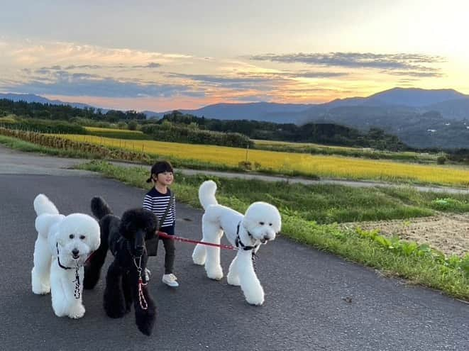 たまねぎさんのインスタグラム写真 - (たまねぎInstagram)「. . 夕んぼ . みんなと一緒に。 . . #standardpoodle #dog #lovedogs #poodlesofinstagram #スタンダードプードル #大型犬と子供 #poodle #dogstagram #いぬのいる生活 #もふもふ部 #わんこ部 #子どもと犬  #kidsanddog #ママリ #キズナ #コドモノ #いこーよ #いぬのきもち #犬と暮らす #いぬなしでは生きていけません #ゆうんぽ🐾 #お散歩 #4歳児 #夕日 #多頭飼いの幸せ」10月8日 0時41分 - tamanegi.qoo.riku