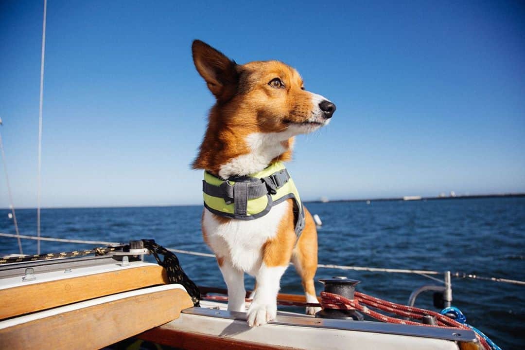 ローレン·ランドルフのインスタグラム：「Happy Birthday @arrowthecorgi! I’m sorry we thought you were 7 all last year, when you were really only 6. Today is your 7th birthday, and you don’t look a day older.」