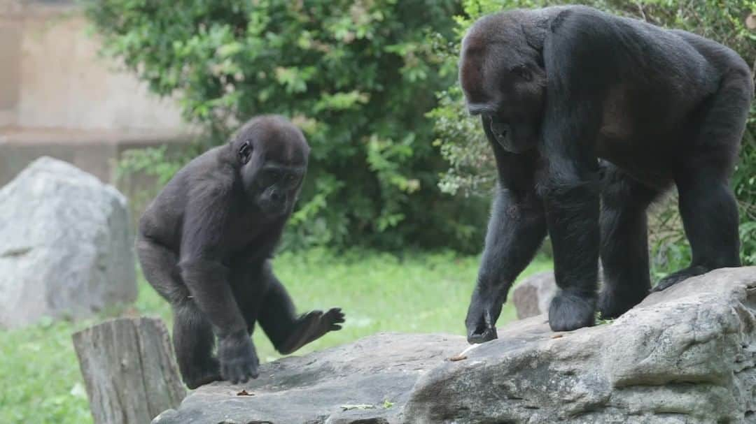 スミソニアン国立動物園のインスタグラム