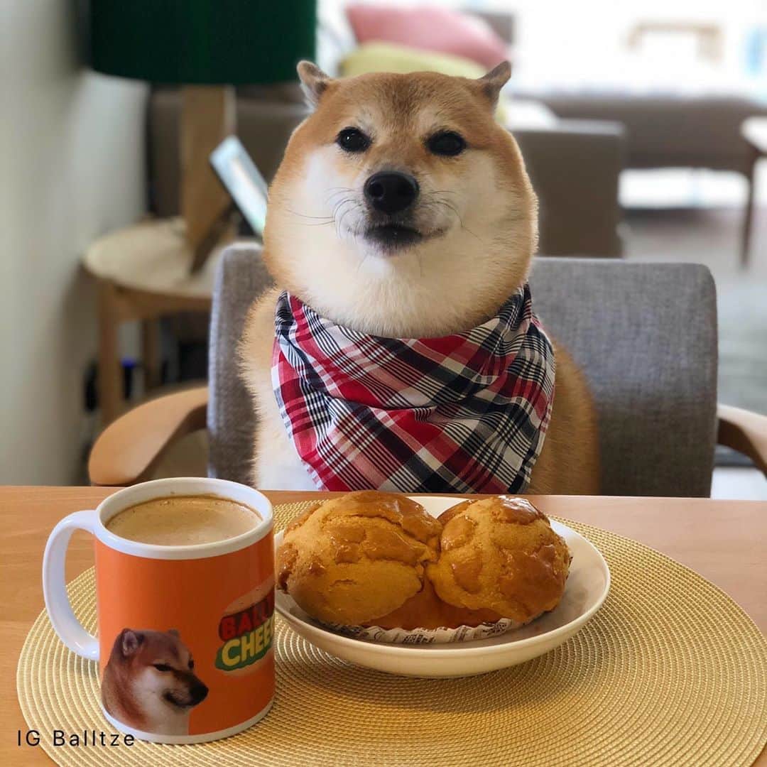 Balltze My name is Ballさんのインスタグラム写真 - (Balltze My name is BallInstagram)「Morning coffee is very important, I made u my signature HD Cheems mug you will find nowhere eles USA are back for air mail service!  Remember to read the delivery update before check out! Link in bio  #balltze #fat96 #nomnomnomclub #balltzecheems #yos #cheems」10月8日 1時34分 - balltze