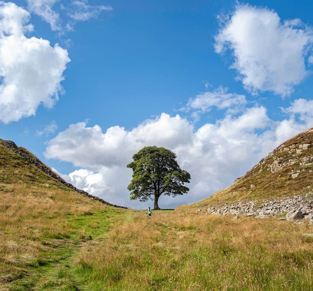 Fujifilm UKさんのインスタグラム写真 - (Fujifilm UKInstagram)「FEATURED PHOTOGRAPHER OF THE WEEK  “On our road trip to Scotland we passed Hadrian’s Wall - somewhere I have always wanted to explore. A few miles walk from the visitors’ centre is this very famous tree. We managed to beat a crowd of tourists heading to the tree to get this shot. My son was in awe of the size of it and the symmetry presented was very pleasing on my photographic eye. This tree was featured in the film Robin Hood.” – Featured Photographer @cornishexplorer.   X-T20 XF18-55mmF2.8-4 R LM OIS F10, ISO 100, 1/105 sec  #FujifilmXT20 #XT20」10月8日 2時00分 - fujifilmuk