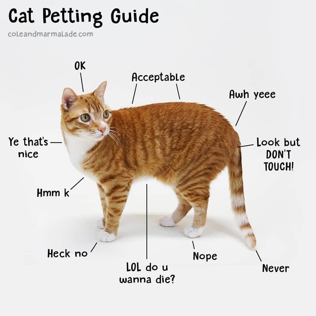 Aww Clubさんのインスタグラム写真 - (Aww ClubInstagram)「Cat petting guide 101⠀ ⠀ 🖥@coleandmarmalade⠀ ⠀ #meowed #coleandmarmalade #howtopetacat」10月8日 2時00分 - meowed