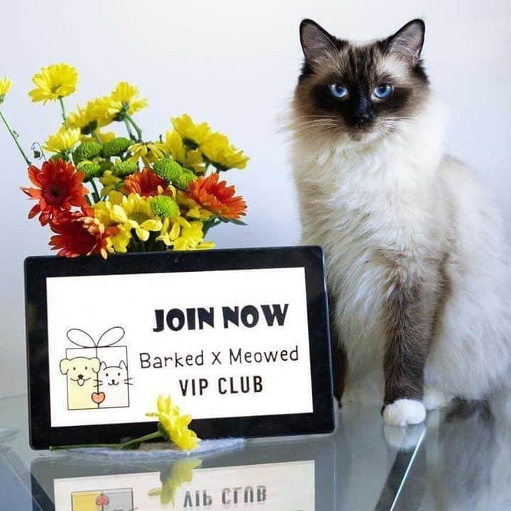 Aww Clubさんのインスタグラム写真 - (Aww ClubInstagram)「Join the “Barked X Meowed VIP Club” for monthly rewards! 🐾 Refer your friends to join for a chance to win an extra $100 Amazon Gift Card!⠀⠀⠀ ⠀⠀⠀ 🎁 Tap the link in bio and join the “Barked X Meowed VIP Club” now!⠀⠀⠀ ⠀⠀⠀ 📷@jojotheragdollcat⠀⠀ ⠀ Hashtag #BarkedMeowedVIPClub on your photo/video like this, for a chance to be featured!⠀ ⠀⠀⠀ #meowed #barkedmeowedvip #barkedmeowedvipclub #jojotheragdollcat #Rewards #Gift #members #VIP #ragdoll #Celeb #Meowdel」10月8日 2時01分 - meowed