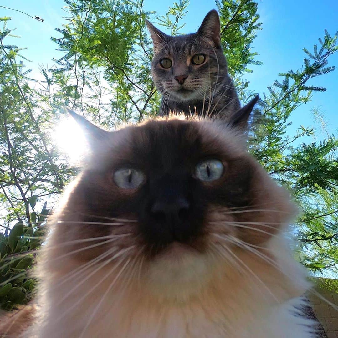 マニーさんのインスタグラム写真 - (マニーInstagram)「😼😼🤳 #GoPro #cats」10月8日 2時14分 - yoremahm