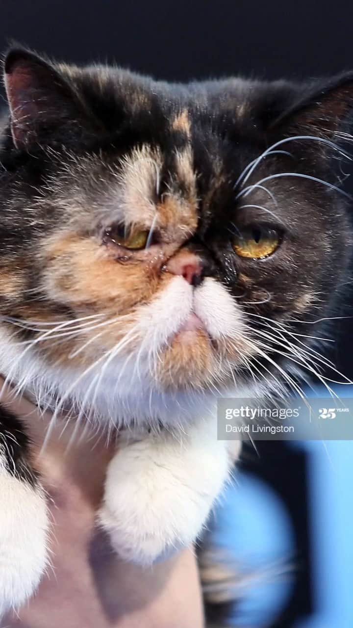 Pudgeのインスタグラム：「Inspired by @nala_cat sharing her behind the scenes footage... here’s Pudge on set & on the red carpet for Nine Lives back in 2016! Have you seen the movie?   Pudge was so chill in front of the green screen, she was giving herself a bath most of the time 😂  #pudgethecat #bts #ninelives #redcarpet #famouscat #catsofinstagram #throwback #cat #kittens #kitten #cats #animals #animal #instaanimal #cute #catlover #catstagram #kittensofinstagram #catoftheday #catlovers」