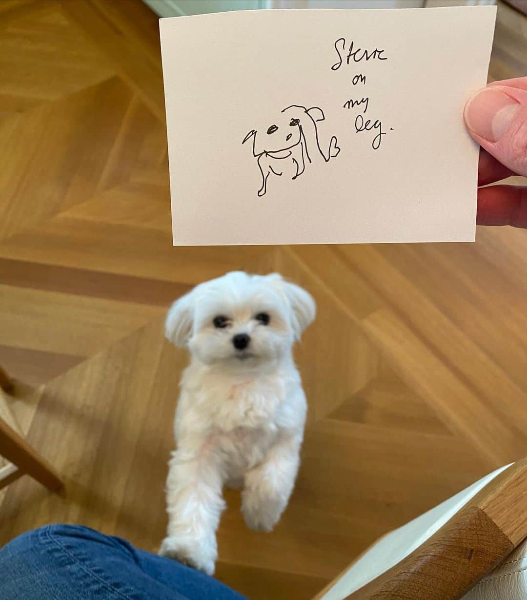 ジム・パーソンズさんのインスタグラム写真 - (ジム・パーソンズInstagram)「Drawing technique where I don’t look at the paper, only the object. “Stevie on my Leg.” Though it could also be called “Doing anything except reading or watching the news.” #destress PS I am not posting this because I think this is a good drawing of my dog. Let’s just get that out of the way...」10月8日 3時01分 - therealjimparsons